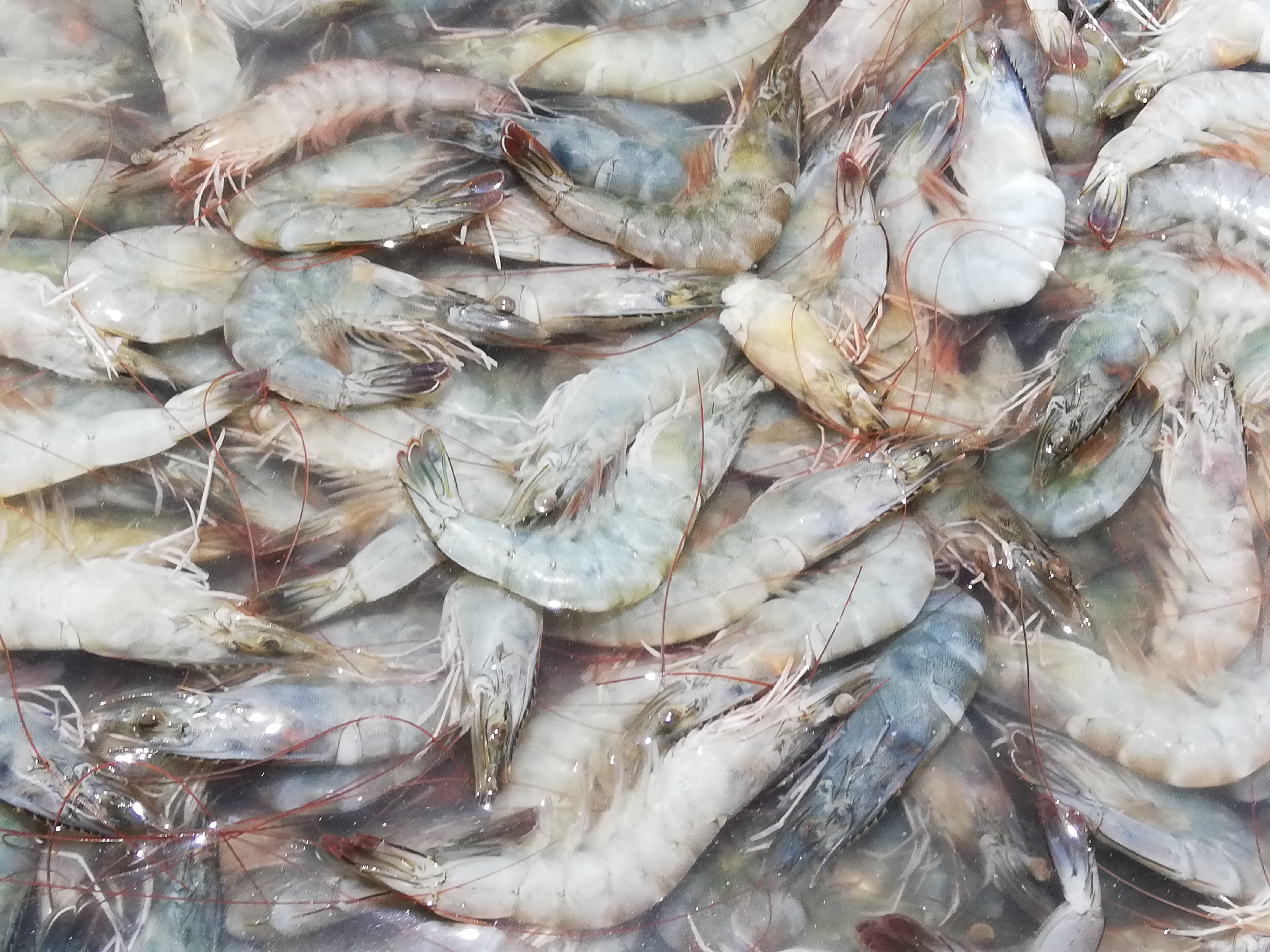 COVID-19 ฉุดกุ้งราคาดิ่ง พาณิชย์ดึงภัตตาคาร-ห้างซื้อกุ้งช่วยเกษตรกร 